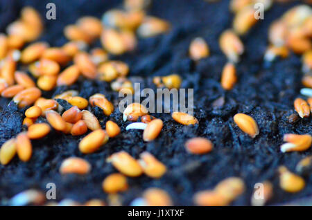 Cress seeds germinating Stock Photo