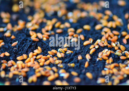Cress seeds germinating Stock Photo