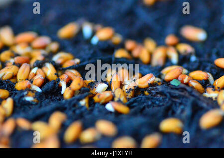 Cress seeds germinating Stock Photo