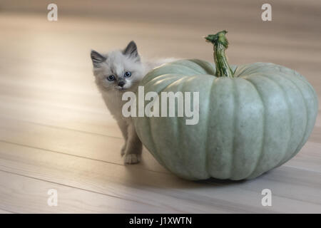 Lovely ragdoll cat with a big green pumpkim on a wooden floor. Cat with light coat, bright blue eyes, white socks and white spot on the forehead. Stock Photo