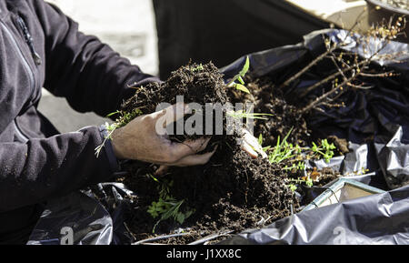 Pruning bonsai, detail of a craftsman creating bonsai, oriental art Stock Photo