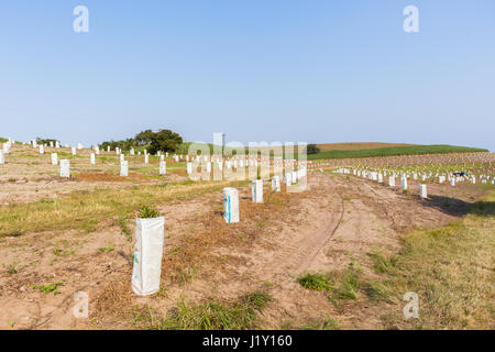 Agriculture young fruit  trees closeup covered for protection in growth phase  on farm planation. Stock Photo