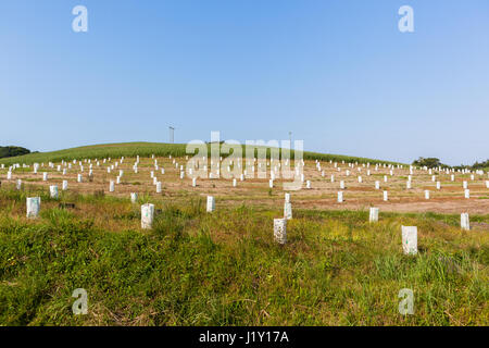 Agriculture young fruit  trees closeup covered for protection in growth phase  on farm planation. Stock Photo