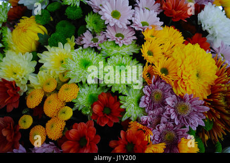 Colorful Chrysanthemum background, flowers for shops and auctions – world wide delivery Stock Photo