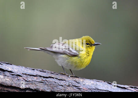 A pine warbler (Dendroica pinus) perching on a branch