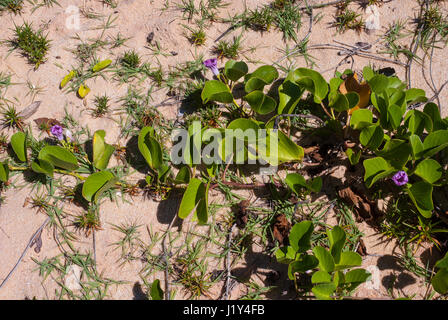 Taipe Beach, Arraial da Ajuda, Porto Seguro, Bahia, Brazil. Stock Photo