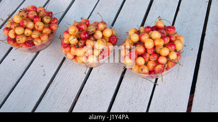 Three bowls of red and yellow Rainer cherries Stock Photo