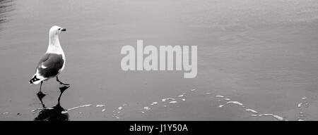 Seagull walking on wet sand, close-up, Cannon Beach, Oregon, USA Stock Photo