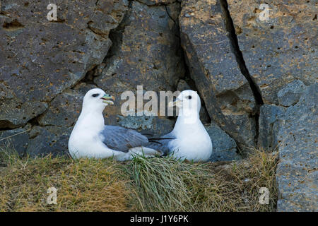 Northern fulmar / Arctic fulmars (Fulmarus glacialis) pair on ledge in rock face of sea cliff Stock Photo