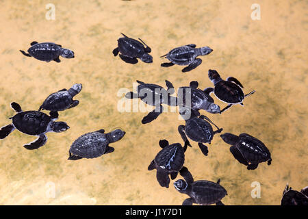 Newborn turtles in water, seaturtles Sri Lanka. Seaturtle baby, indian ocean Ceylon Stock Photo