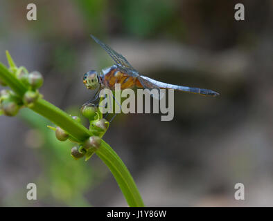 Dragonfly in vietnam Stock Photo