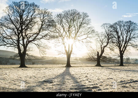 ground frost Stock Photo
