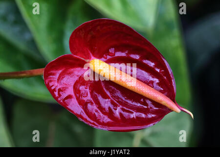 Bright red anthurium growing on Maui. Stock Photo