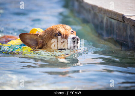 Pembroke Welsh Corgi dog swimming in a pool Stock Photo