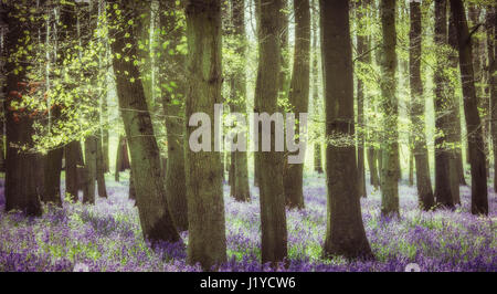 Bluebells and beech trees at Dockey Woods, Ashridge Estate, Hertfordshire, England. Stock Photo