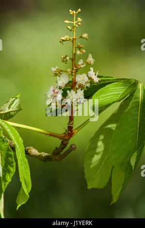 Newly opened flowers and leaves of the Horse Chestnut, or conker, tree (Aesculus hippocastanum) Stock Photo