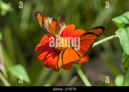 A pair of Julia butterflies (Dryas iulia) feeding on nectar from an orange coloured flower Stock Photo