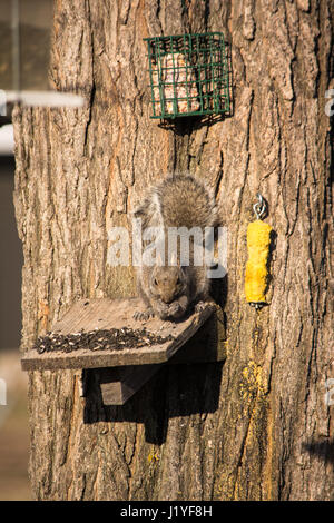 squirrel laying on feeder eating sunflower seeds. Stock Photo