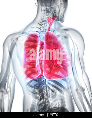 3D illustration of Lungs - Part of Human Organic. Stock Photo