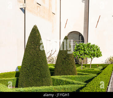 travel to Italy - Trimmed cypress tree in Mantua city in spring evening Stock Photo