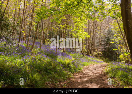 Path leading through a bluebell wood,Hyacinthoides non-scripta, woodland scene. Stock Photo