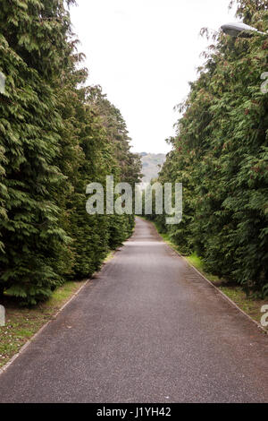 An avenue of conifer trees leading away into the distance. Stock Photo