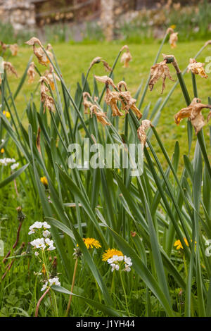 Daffodils dying back, with the seed heads still in place. Narcissus flower heads. Stock Photo