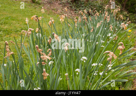 Daffodils dying back, with the seed heads still in place. Narcissus flower heads. Stock Photo