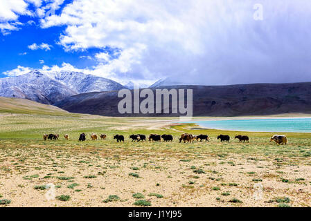 Yak herd in Tso Moriri lake area in Ladakh region, India. The domestic yak is a long haired domesticated bovid found throughout the Himalaya region Stock Photo