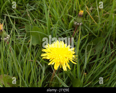 a single yellow daffodil in spring on the grass by itself in the day light shining bright and clear Stock Photo