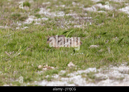 natural brown hare  (Lepus europaeus) hidden in green meadow Stock Photo