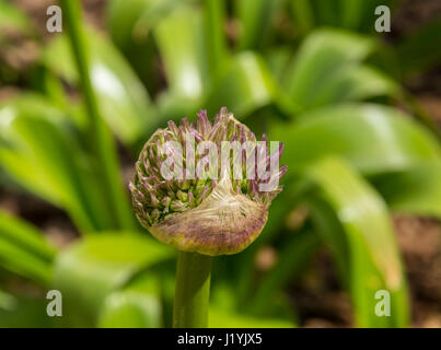 Allium Globemaster flower head about to open Stock Photo