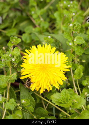a gorgeous yellow dandelion head flower up close in detail macro with a bee on the side of the flower resting and collecting pollen to make honey, lov Stock Photo