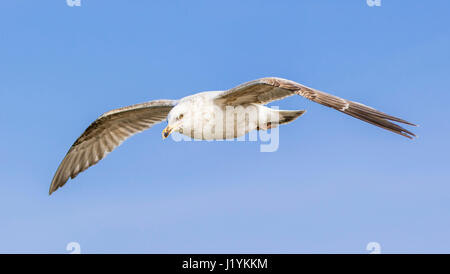 Seagull flying in the sky against blue sky in the UK. Stock Photo