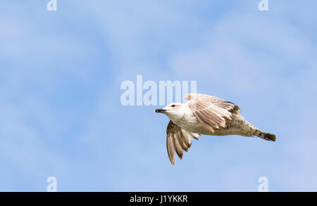 Seagull flying against blue sky in the UK. Stock Photo