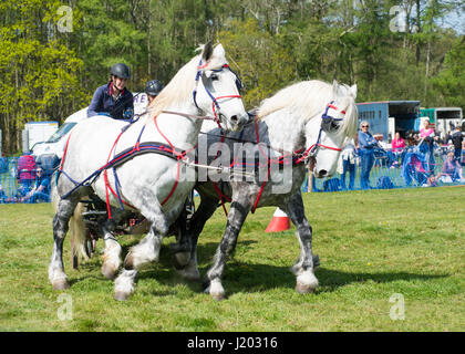 Harbridge, Ringwood, Hampshire, UK, 23rd April 2017. Demonstrations of horse handling skills in a horse and carriage race, agricultural methods from a bygone age and chariot racing competitions at the Southern Counties Heavy Horse Association event. Stock Photo