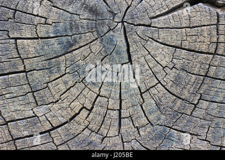 Closeup of warm flat wood texture. Annual rings of tree stump Stock Photo
