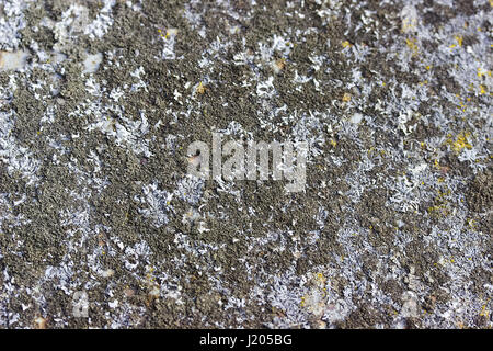 Multicolored Moss on Concrete Wall with Texture Scars Stock Photo