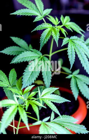Houseplant on window, marijuana plant growing in a pot for their own use and self-medication, cannabis pot of herbs indoors Stock Photo