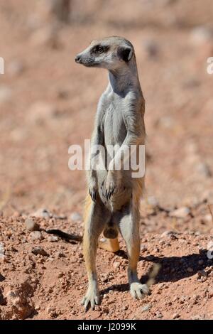 Meerkat (Suricata suricatta), adult male standing on top of the burrow entrance, Kalahari desert, Hardap Region, Namibia Stock Photo