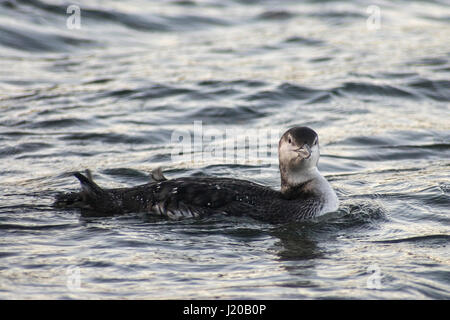 Common loon in winter plumage Stock Photo