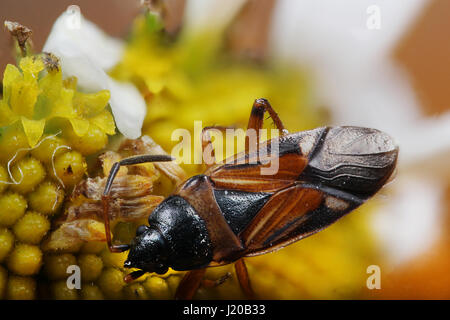 Beetle on a dandelion in macro scale. Photo taken by the method of stacking Stock Photo