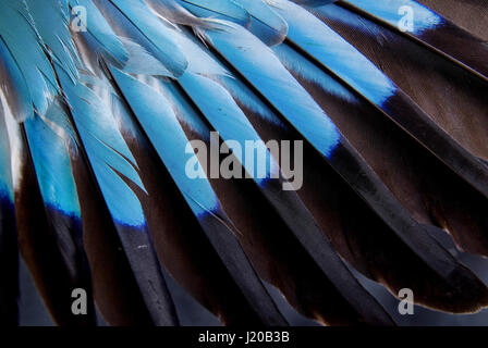 Feathers of European roller Stock Photo