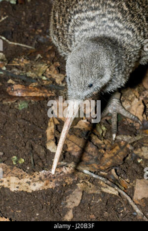 Great Spotted Kiwi (Apteryx haastii) in rainforest habitat, keen sense ...