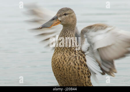 Female northern shoveler with open wings Stock Photo