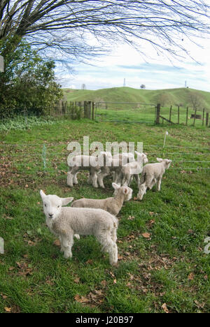 Lambs in New Zealand paddicks Stock Photo
