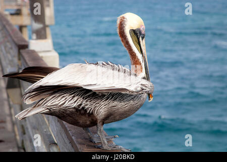 Brown pelican sitting on the fishing pier in Hollywood Beach, Florida, United States Stock Photo