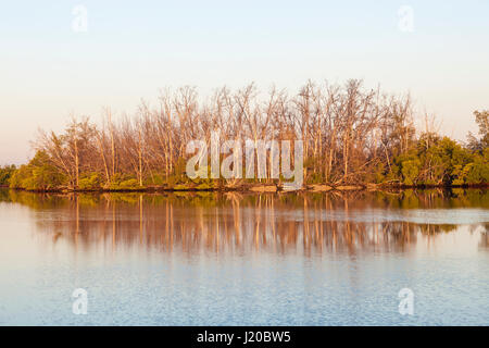 Mangrove trees and swamp in south Florida, United States Stock Photo
