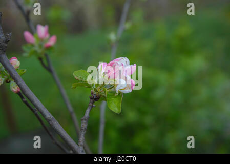 A blossoming apple tree branch is photographed close-up Stock Photo