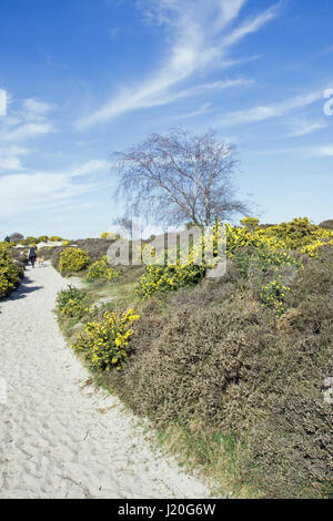 Studland Heath National Nature Reserve, Dorset. Stock Photo